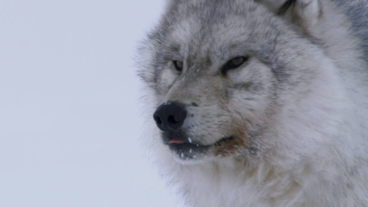 冰上动物宝宝剧照的剧照