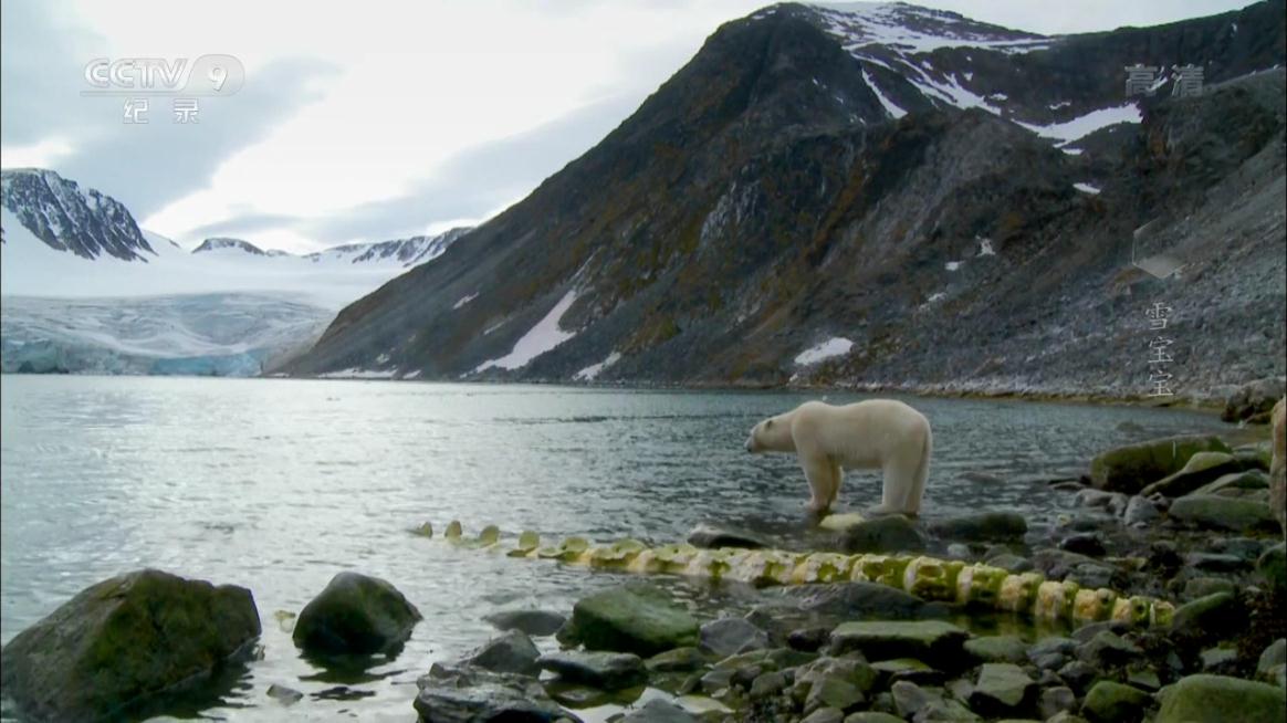 冰上动物宝宝剧照的剧照