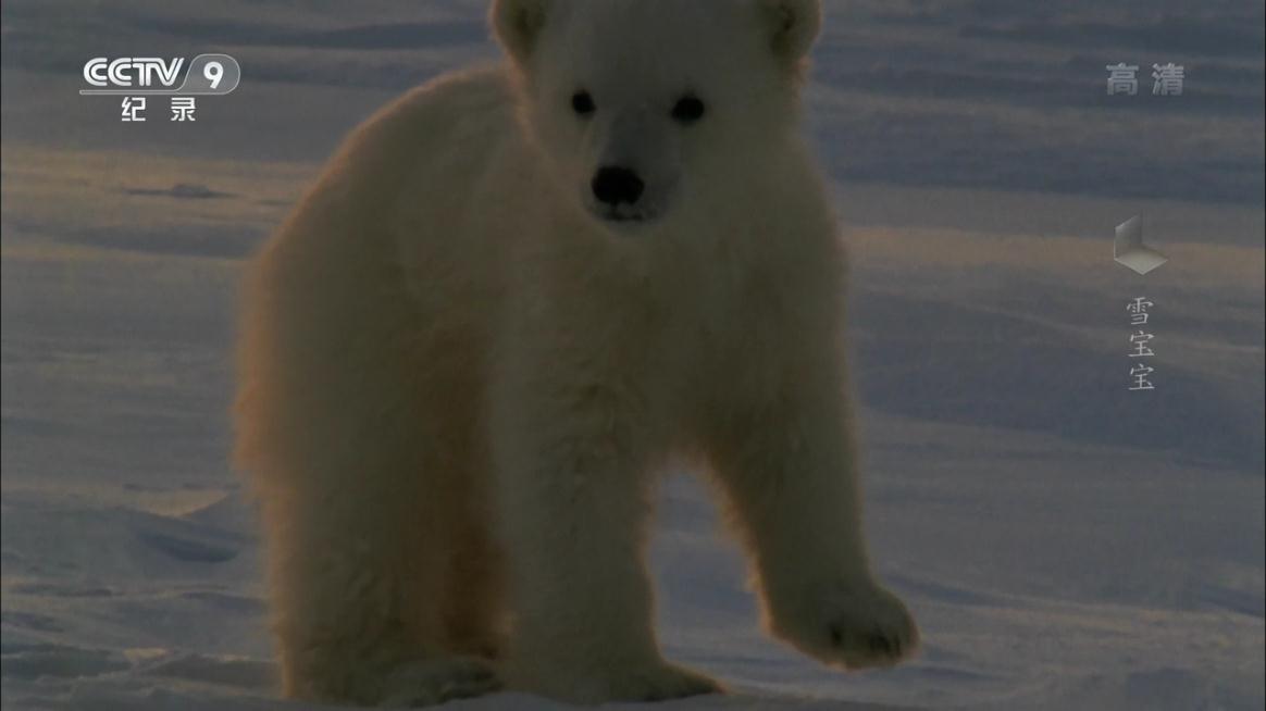 冰上动物宝宝剧照的剧照