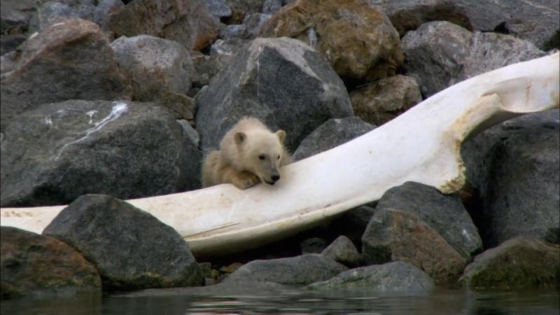 冰上动物宝宝剧照的剧照