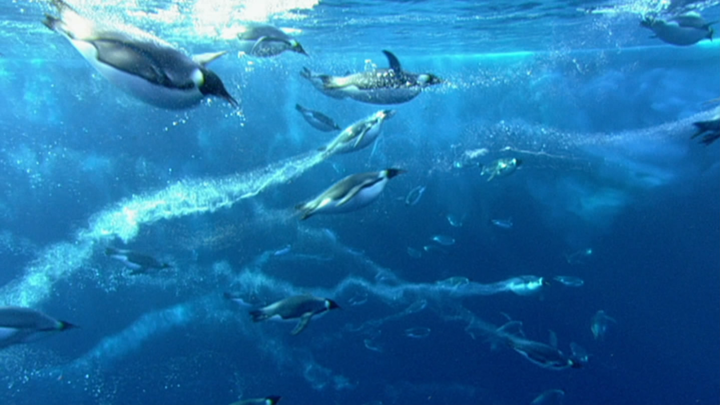 冰上动物宝宝剧照的剧照