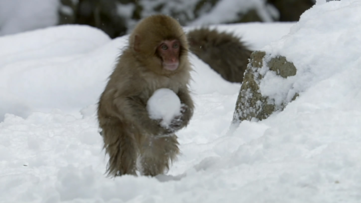 冰上动物宝宝剧照的剧照