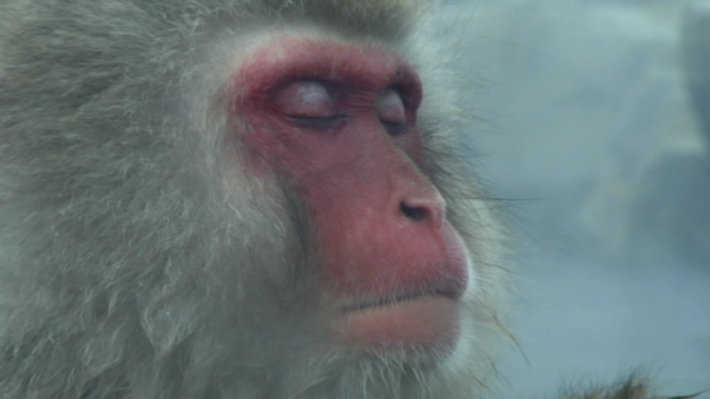 冰上动物宝宝剧照的剧照