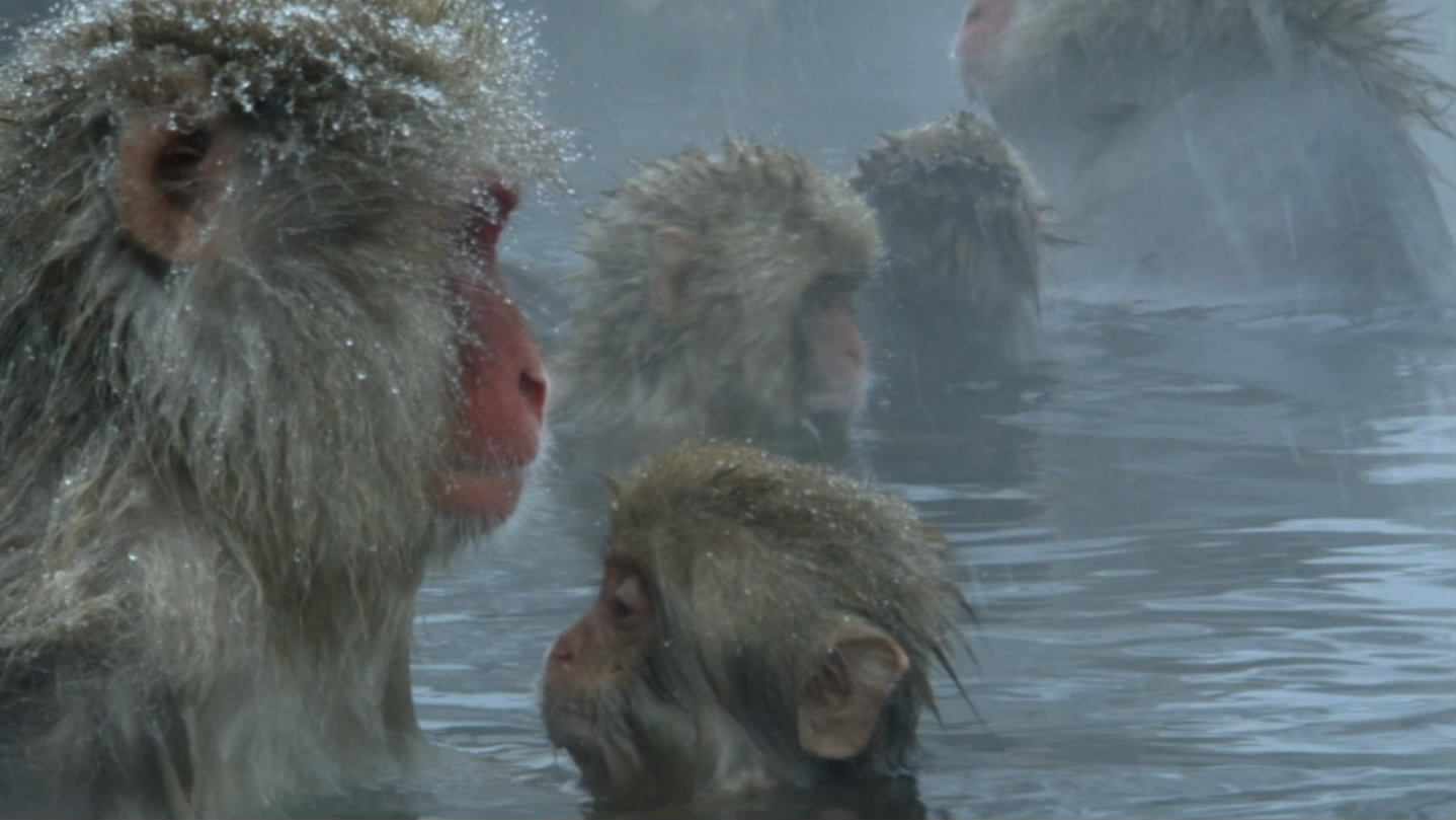 冰上动物宝宝剧照的剧照