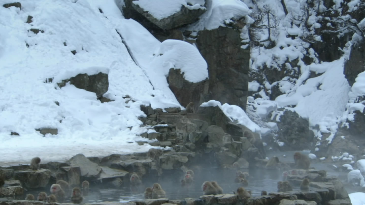 冰上动物宝宝剧照的剧照