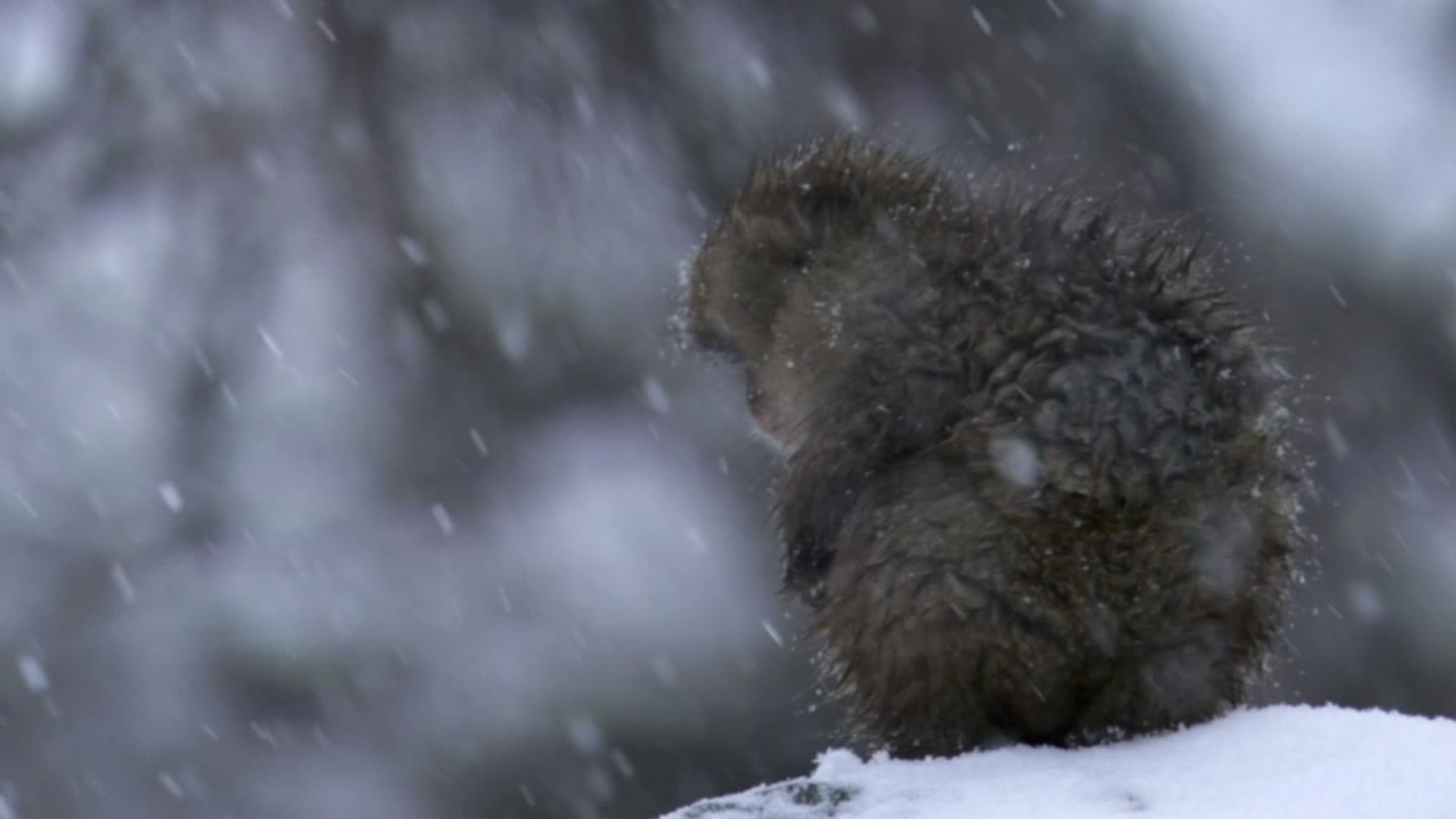 冰上动物宝宝剧照的剧照