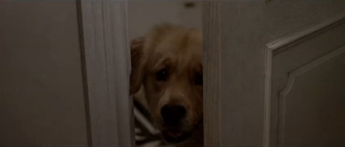 忠犬情缘剧照的剧照