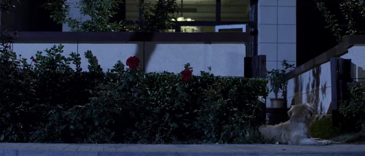 忠犬情缘剧照的剧照