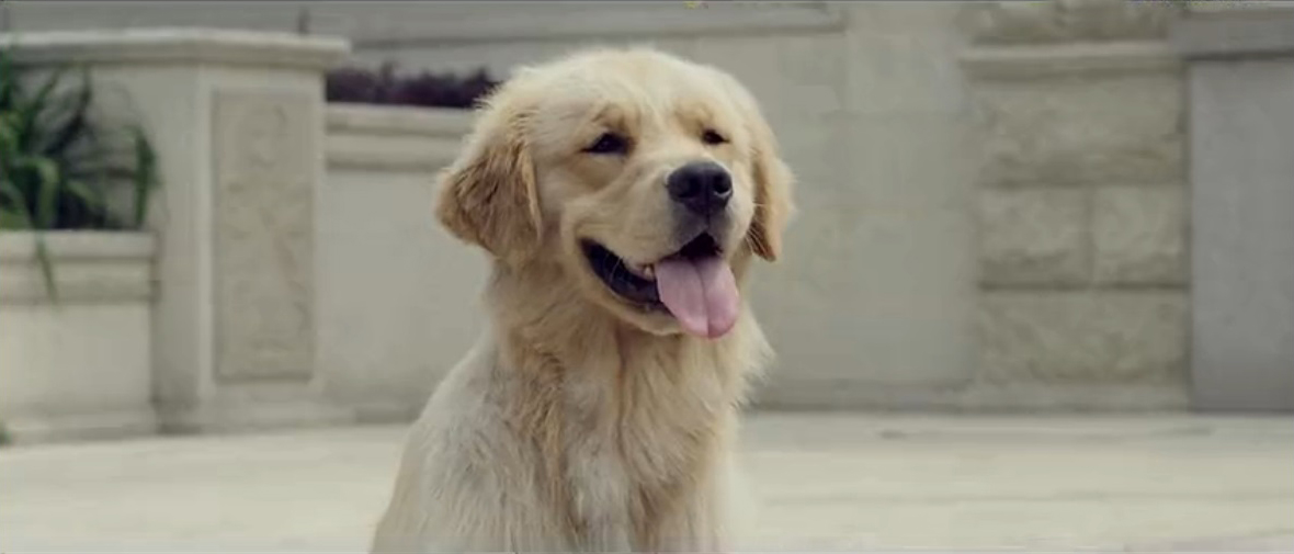 忠犬情缘剧照的剧照