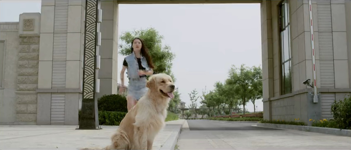 忠犬情缘剧照的剧照