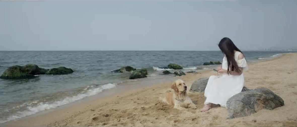 忠犬情缘剧照的剧照