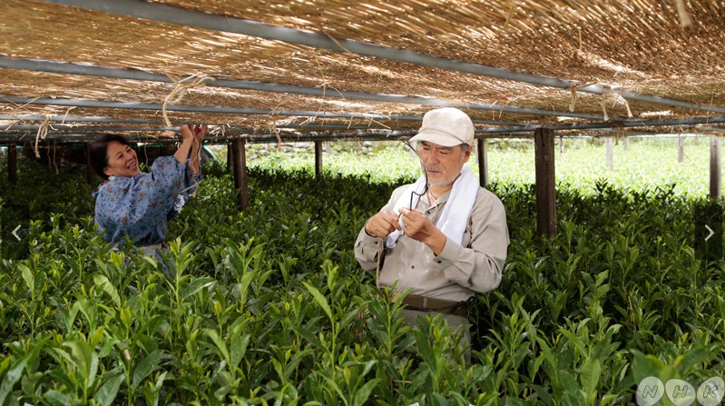 苦中带甜 希望之茶剧照的剧照