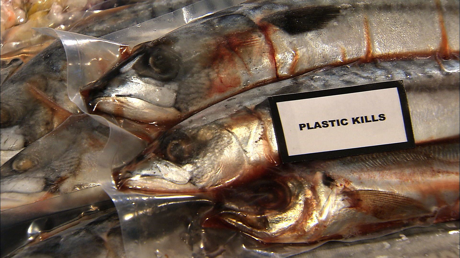 塑料星球剧照的剧照