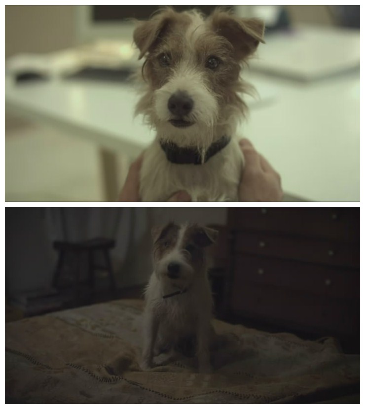 初学者剧照的剧照