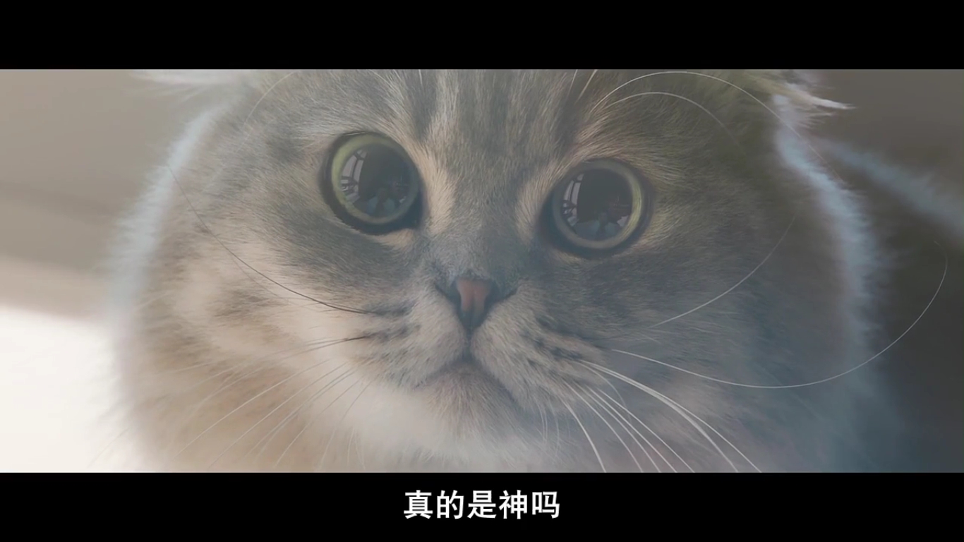 动物园先生剧照的剧照