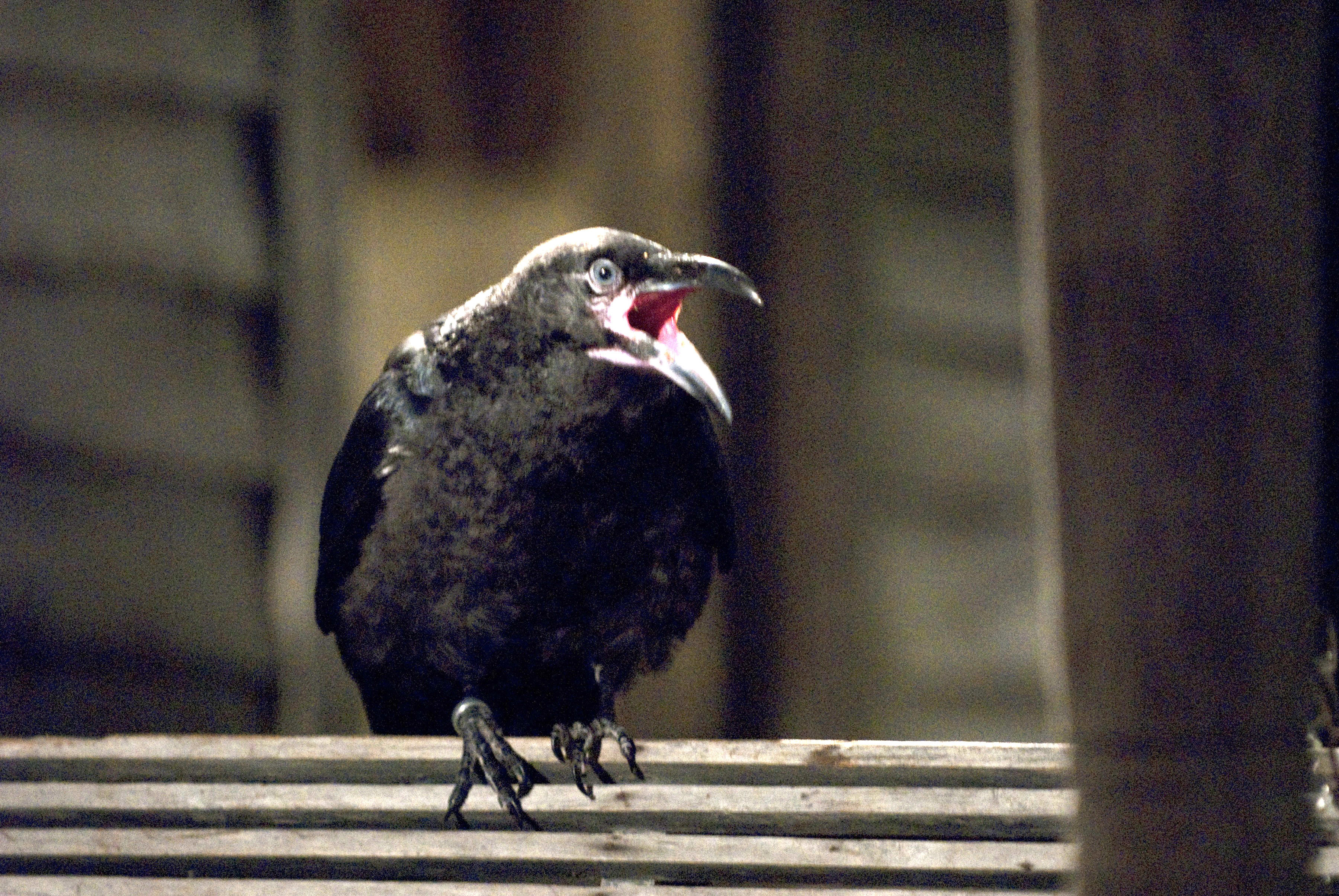 外壳剧照的剧照