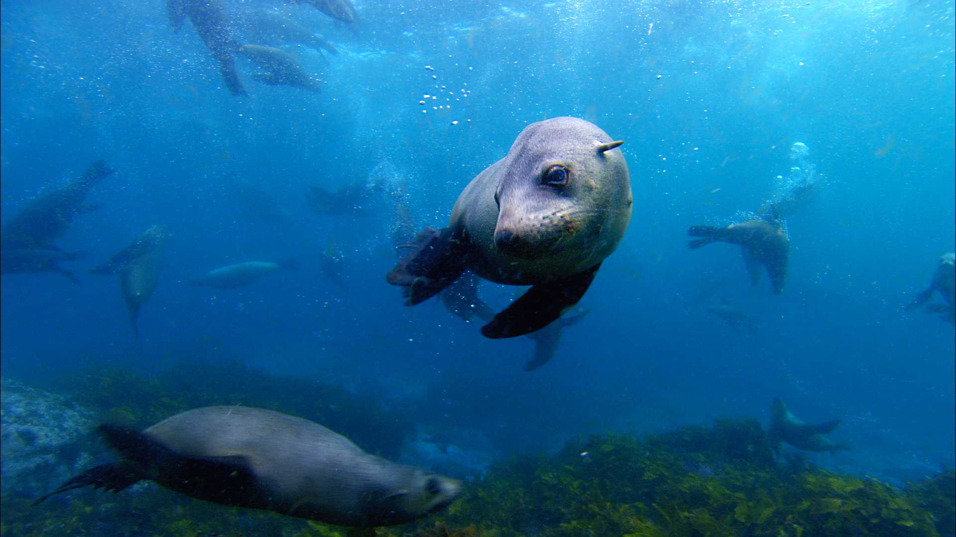 鲨鱼海洋剧照的剧照
