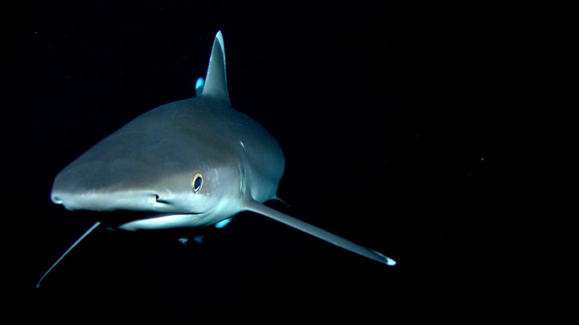 鲨鱼海洋剧照的剧照