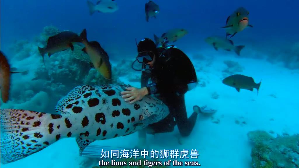 鲨鱼海洋剧照的剧照