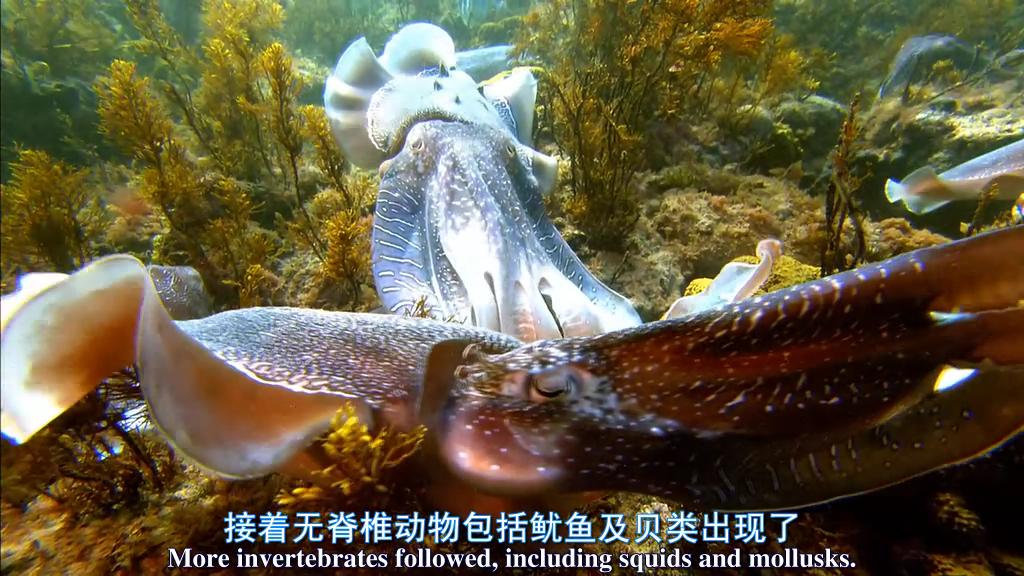 鲨鱼海洋剧照的剧照