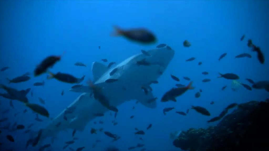 鲨鱼海洋剧照的剧照