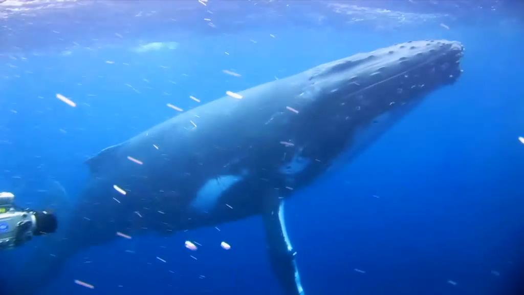 鲨鱼海洋剧照的剧照