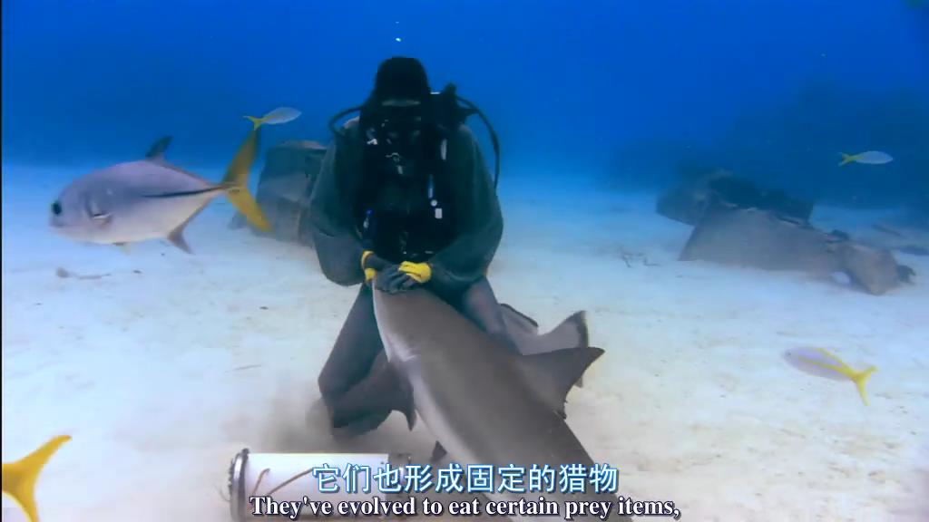 鲨鱼海洋剧照的剧照