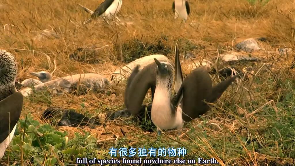 鲨鱼海洋剧照的剧照