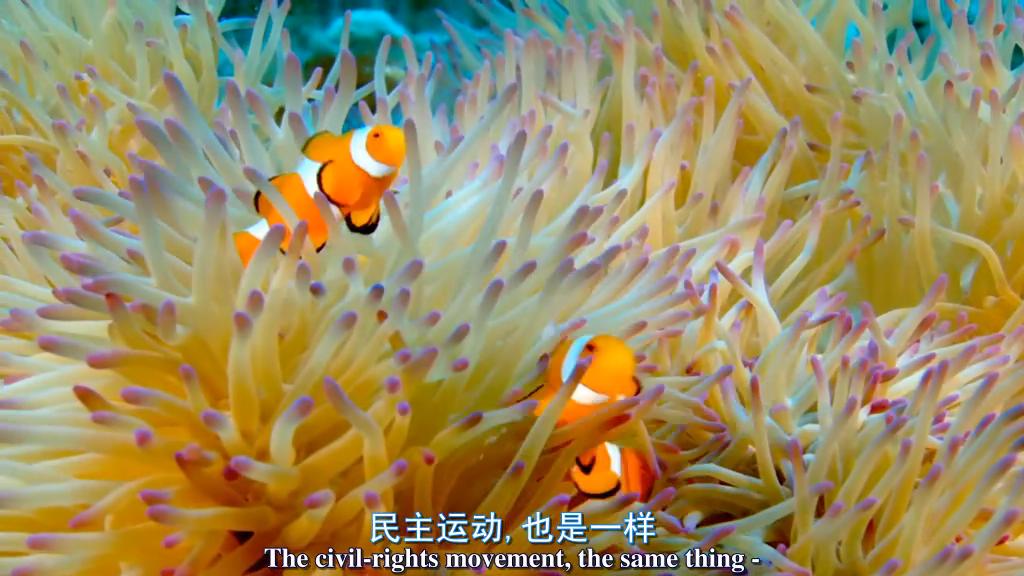 鲨鱼海洋剧照的剧照