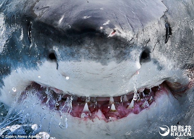 鲨鱼海洋剧照的剧照