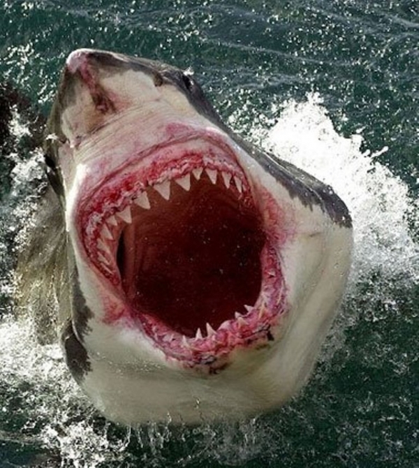 鲨鱼海洋剧照的剧照