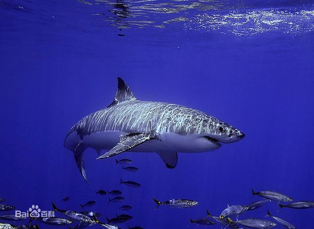 鲨鱼海洋剧照的剧照