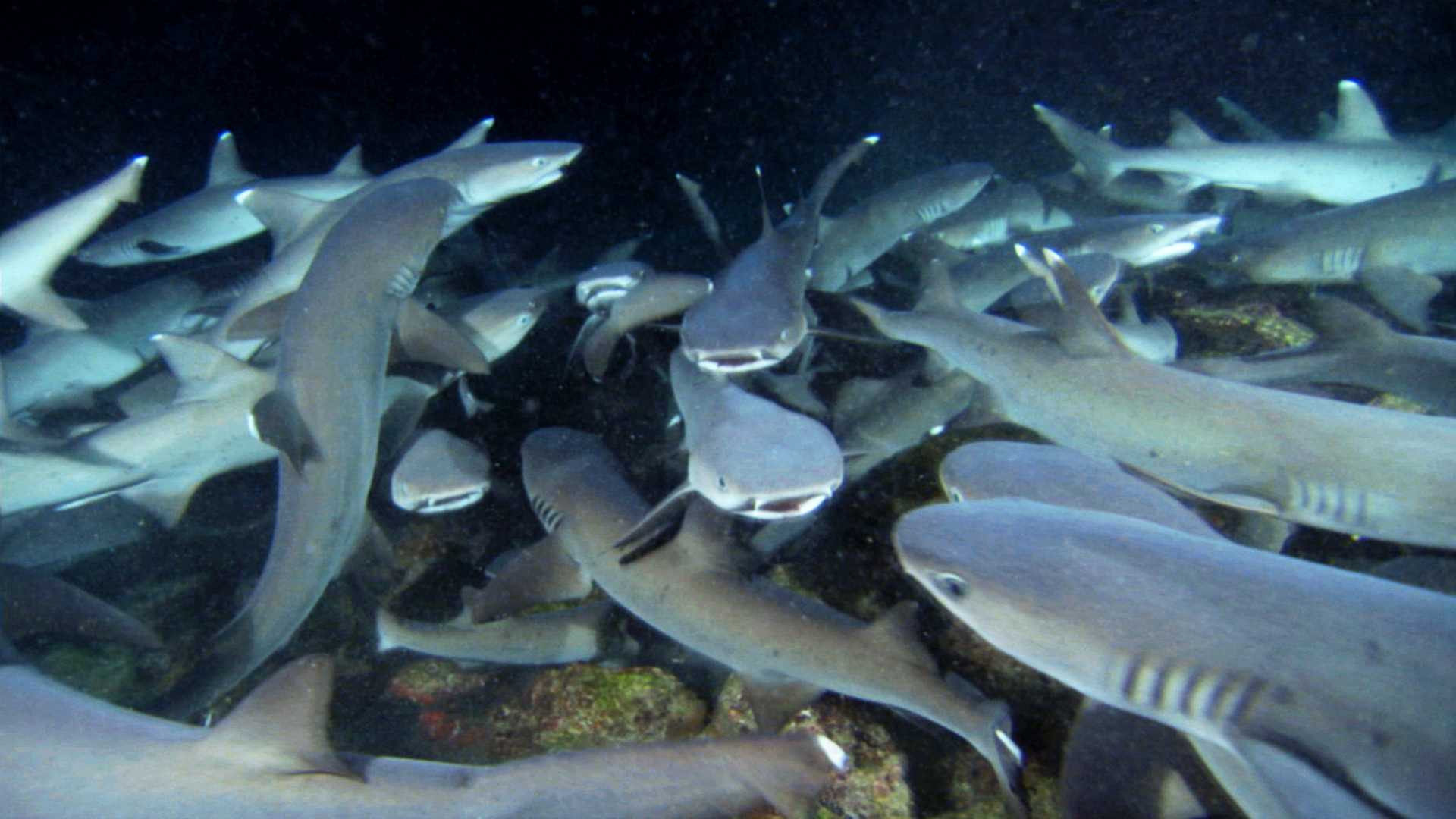 鲨鱼海洋剧照的剧照