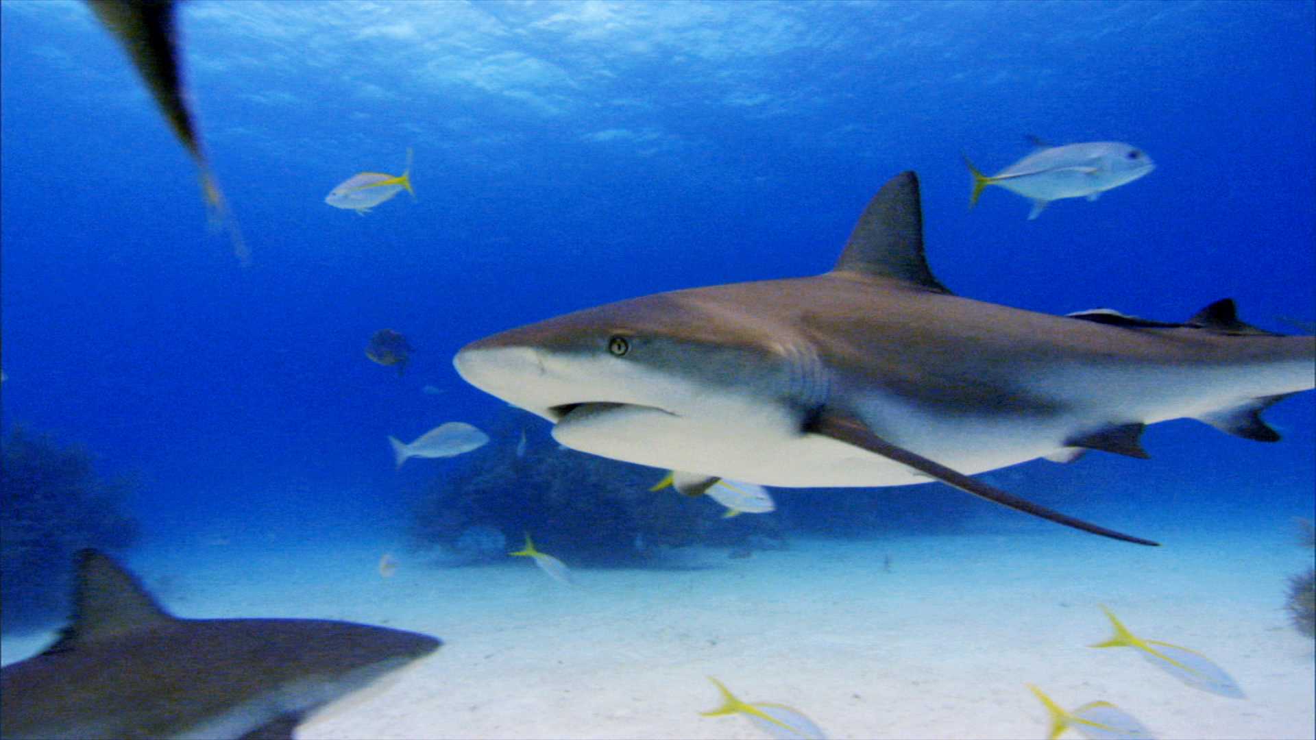 鲨鱼海洋剧照的剧照