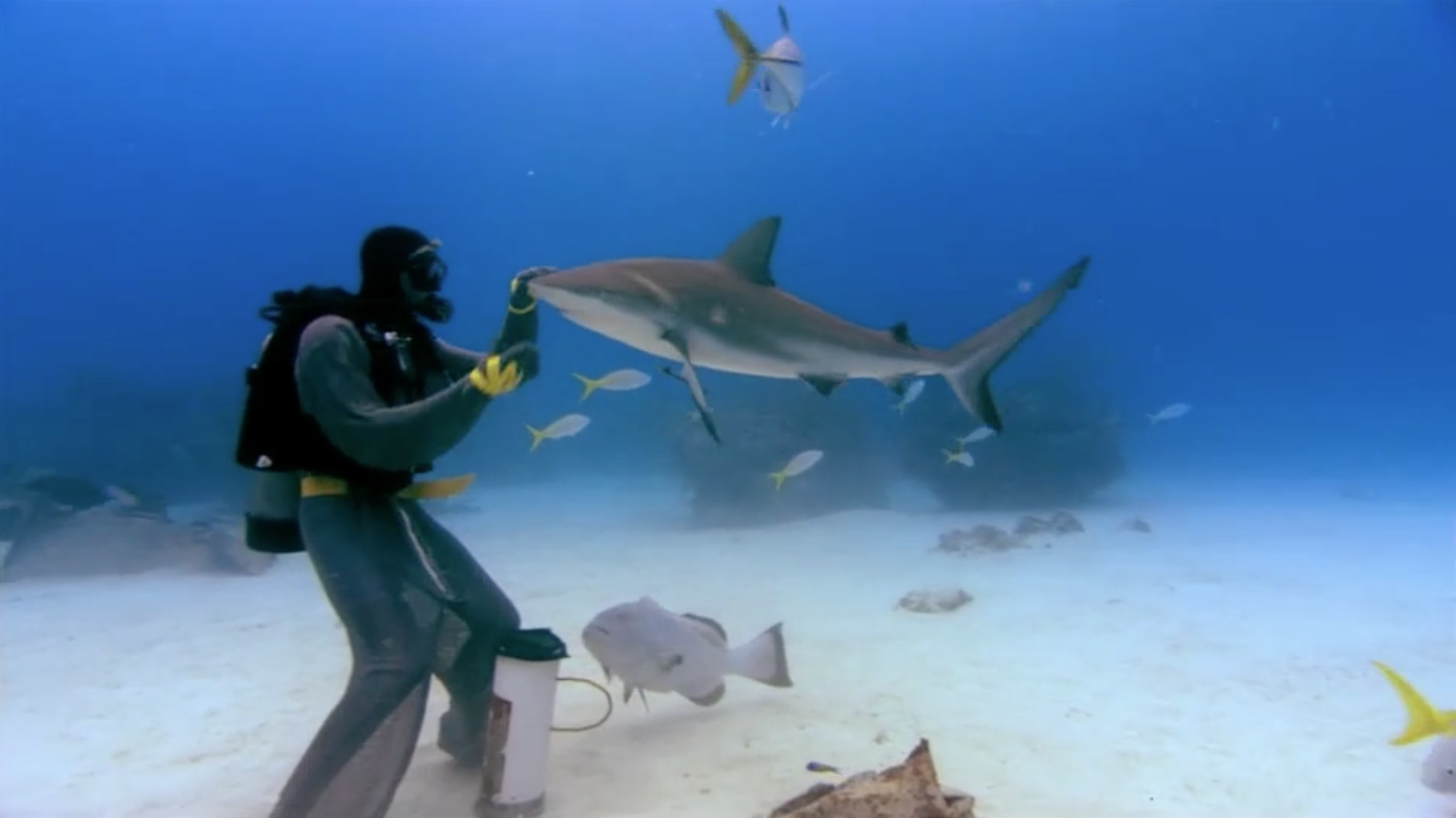 鲨鱼海洋剧照的剧照