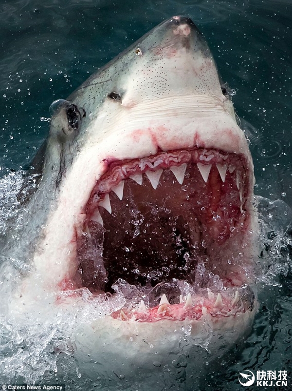 鲨鱼海洋剧照的剧照