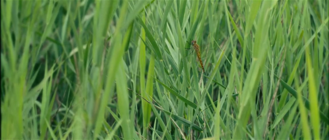 一座城池剧照的剧照