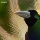 爱登堡的极乐鸟世界剧照