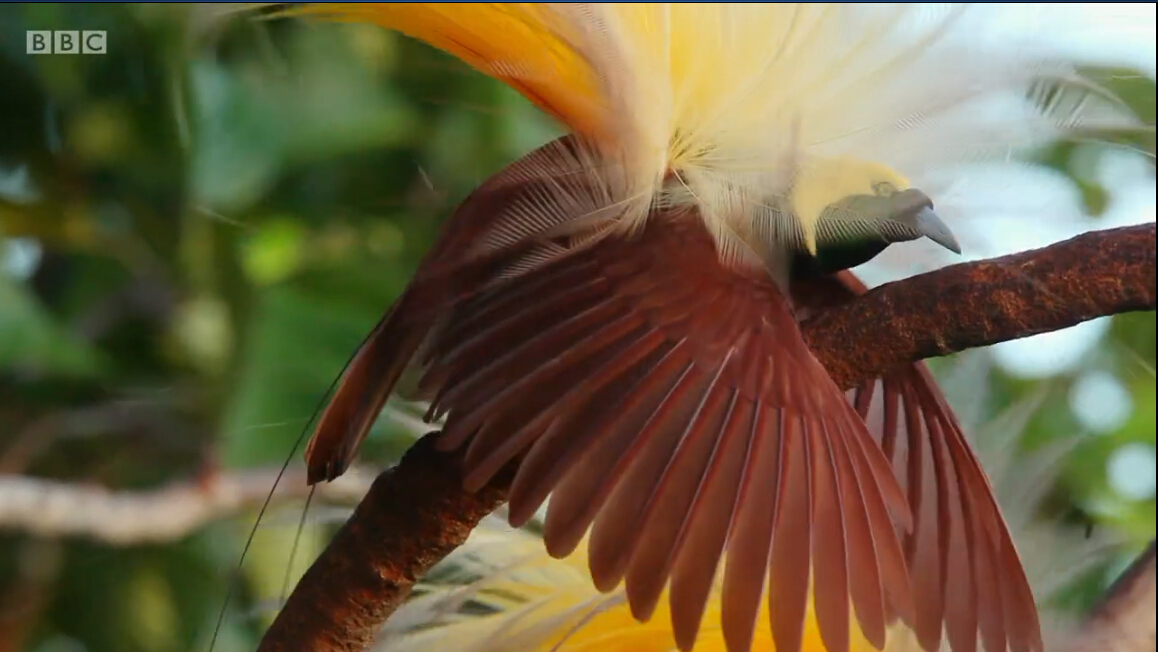 爱登堡的极乐鸟世界剧照的剧照