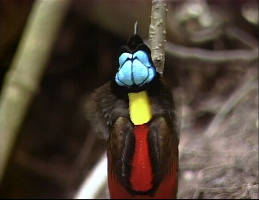 爱登堡的极乐鸟世界剧照的剧照