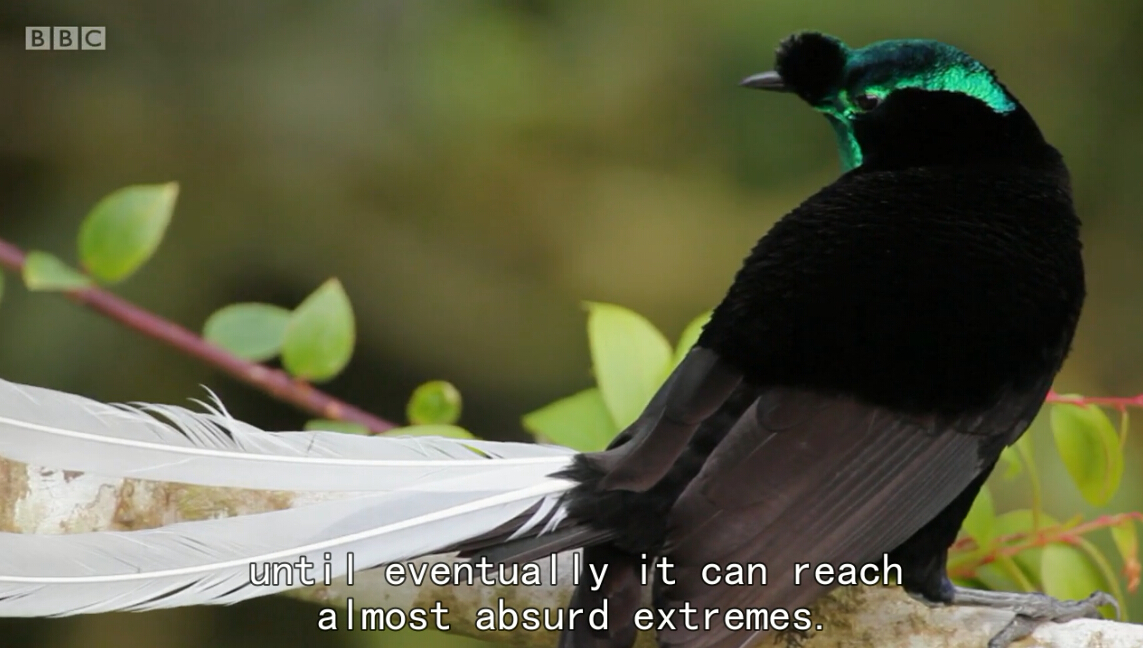 爱登堡的极乐鸟世界剧照的剧照