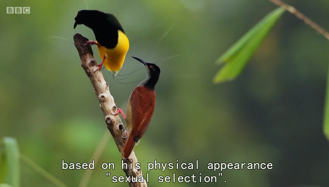 爱登堡的极乐鸟世界剧照的剧照