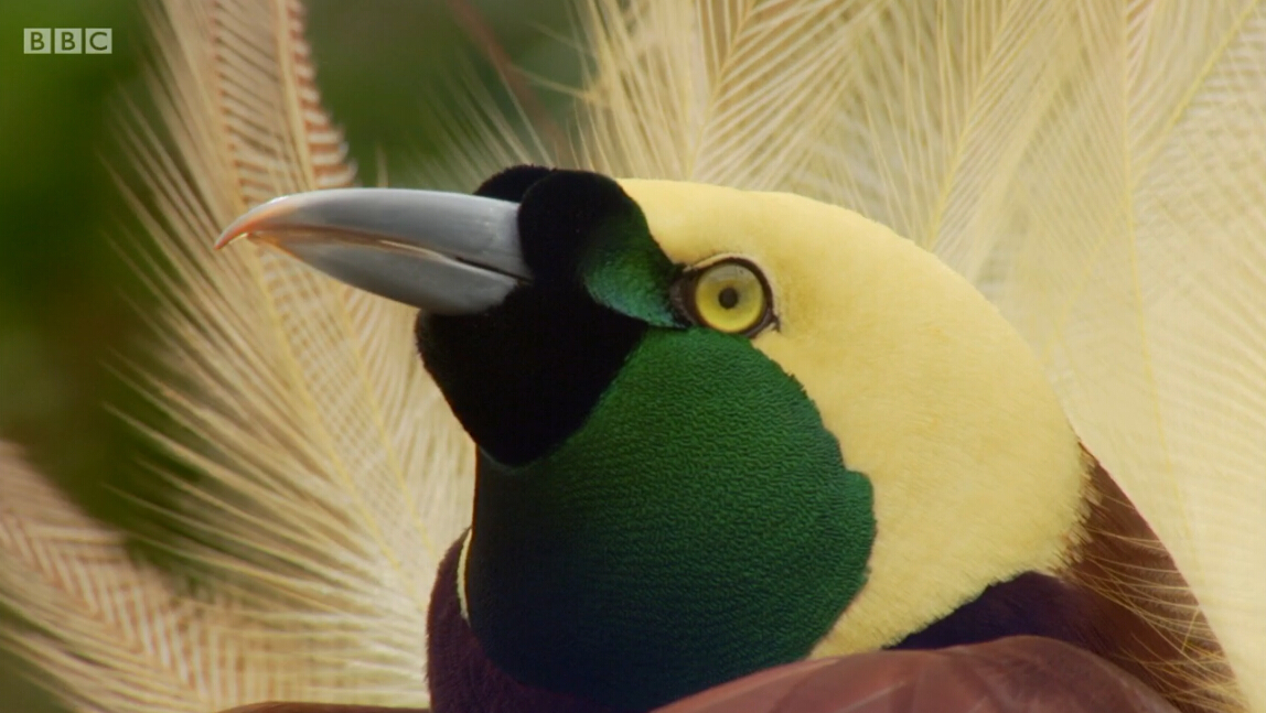 爱登堡的极乐鸟世界剧照的剧照