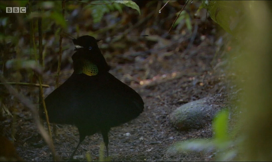 爱登堡的极乐鸟世界剧照的剧照