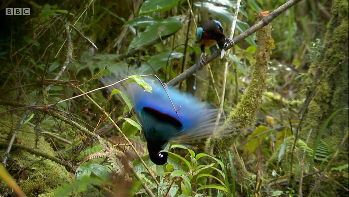 爱登堡的极乐鸟世界剧照的剧照