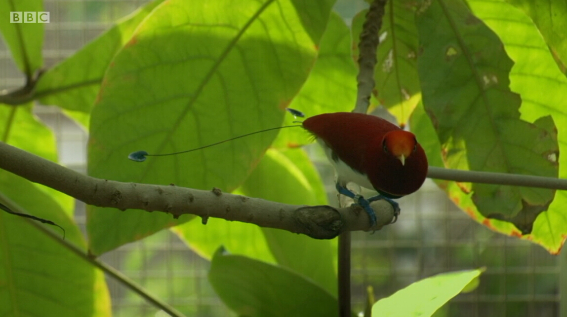爱登堡的极乐鸟世界剧照的剧照