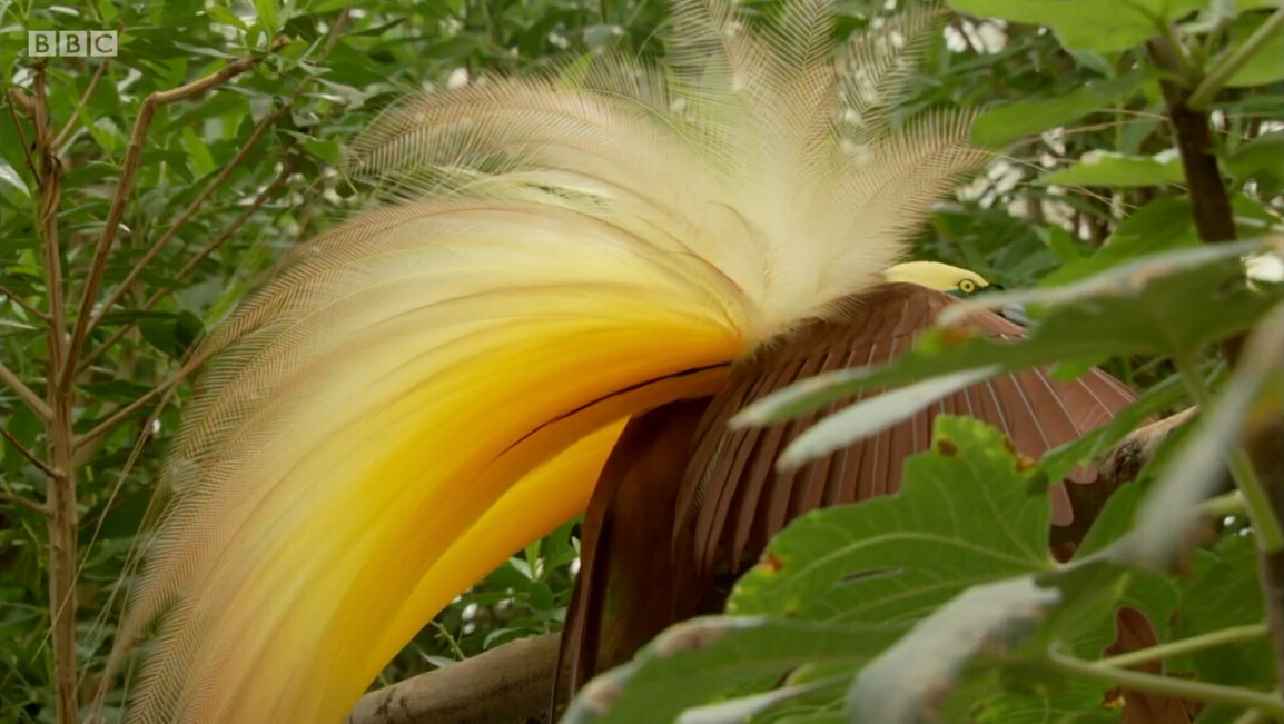 爱登堡的极乐鸟世界剧照的剧照