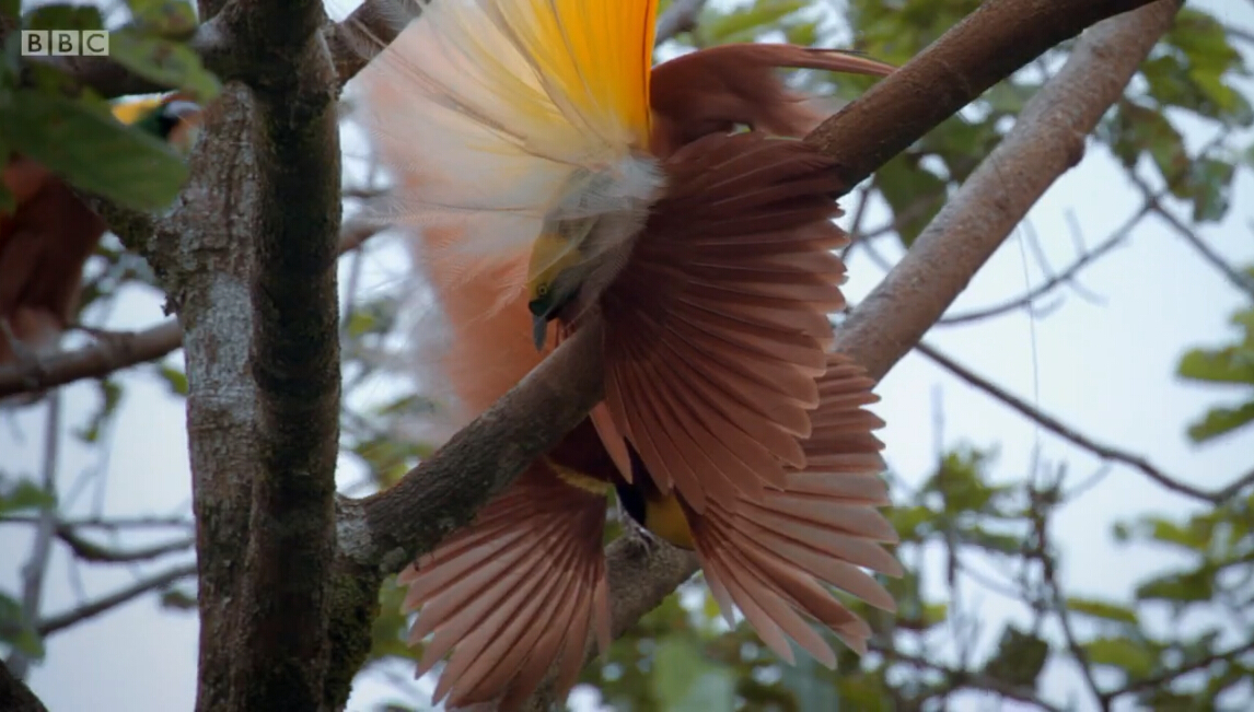 爱登堡的极乐鸟世界剧照的剧照
