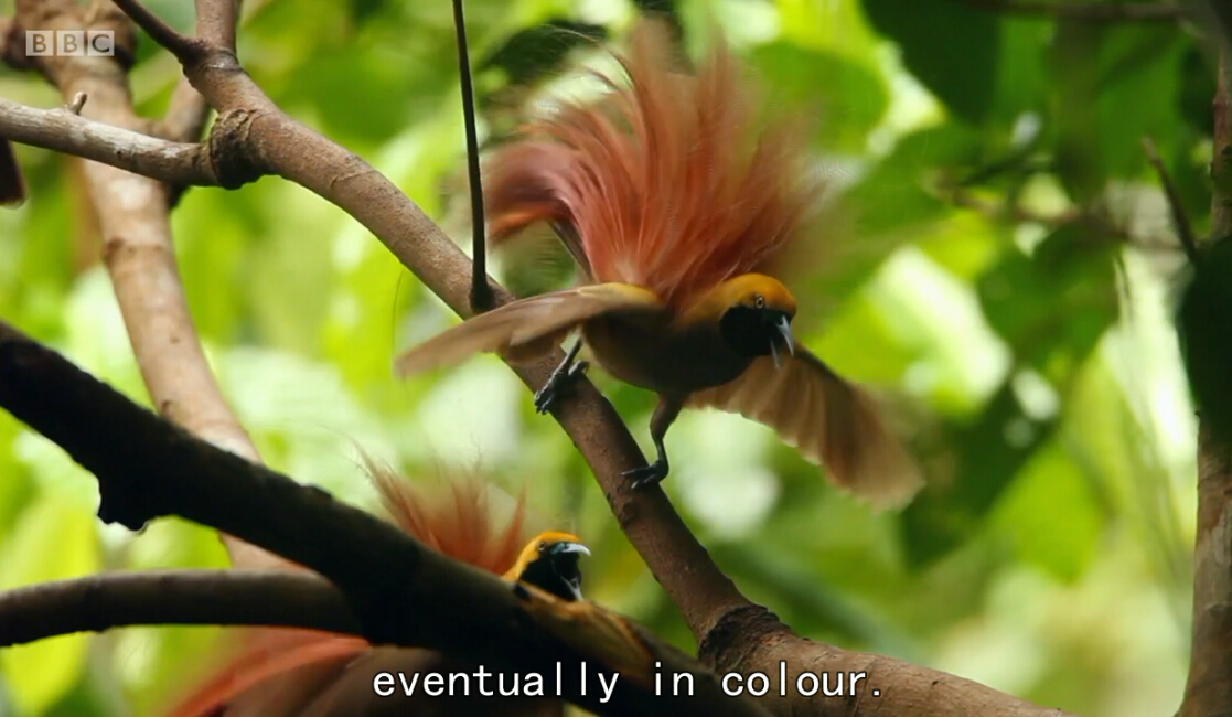 爱登堡的极乐鸟世界剧照的剧照