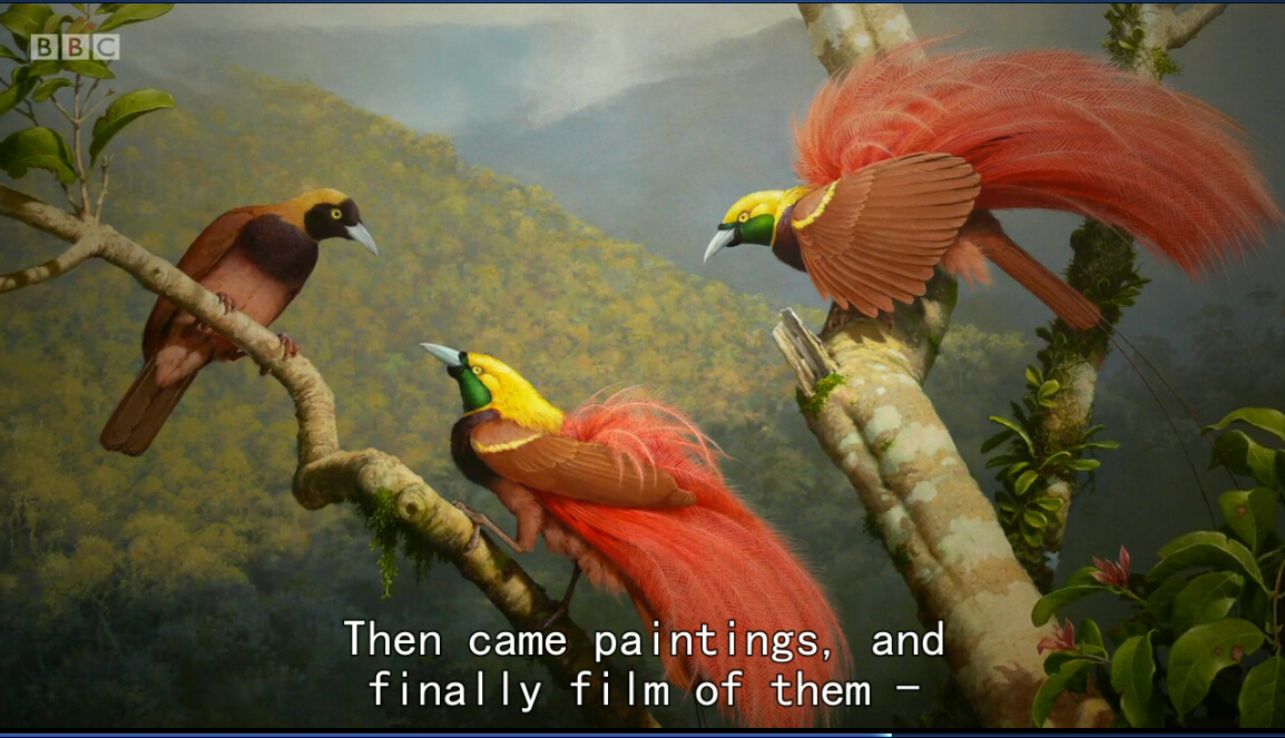 爱登堡的极乐鸟世界剧照的剧照